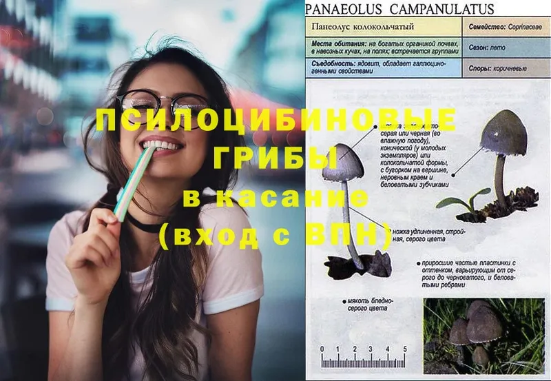 купить наркотики цена  Новосибирск  Псилоцибиновые грибы Psilocybine cubensis 